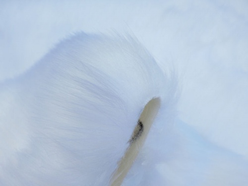 artic_white_4