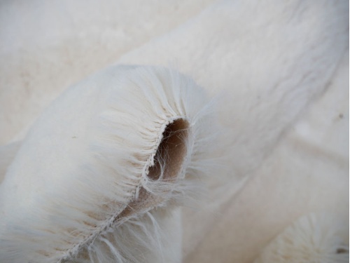 tyber_ivory_25mm_4